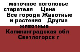 маточное поголовье старателя  › Цена ­ 2 300 - Все города Животные и растения » Другие животные   . Калининградская обл.,Светлогорск г.